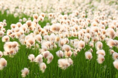 Eriophorum russeolum. Cottongrass in Northern West Siberia summer blooms in the swampの写真素材