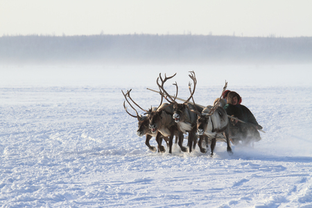 NADYM, RUSSIA - MARCH 05, 2011: family of Nenets reindeer herders rides on the tundraのeditorial素材
