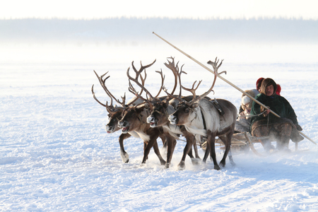NADYM, RUSSIA - MARCH 05, 2011: family of Nenets reindeer herders rides on the tundraのeditorial素材
