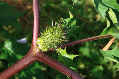 Datura. Stem and fruit stramonium close-upの写真素材