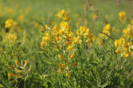 Lathyrus pratensis. Meadow peavine blooms in summer in Siberiaの写真素材