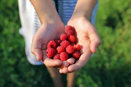 Ripe raspberries in the hands of girlsの写真素材
