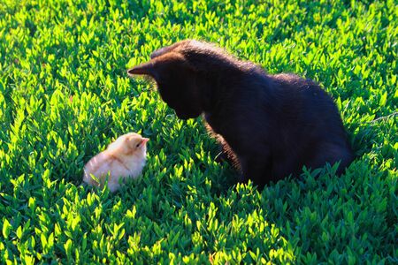 A chicken and a kitten on a summer day look at each other on the grassの写真素材