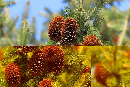 Branches and cones of spruce in early spring in Siberiaの写真素材