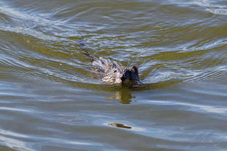Ondatra zibethicus. Muskrat swims on a lake in Siberiaの写真素材