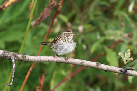 Ocyris pusillus. Little Bunting in the summer in the North of Siberiaの写真素材