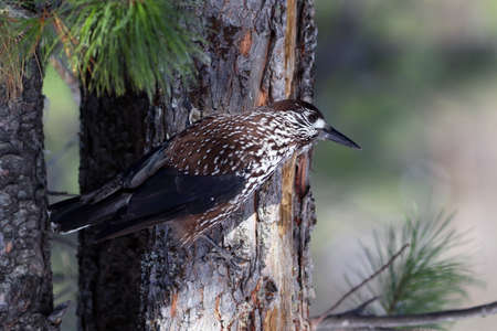 Nucifraga caryocatactes. The nutcracker bird sits on the trunk of a Siberian pineの写真素材