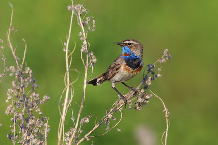 Luscinia svecica. Bluethroat on a summer evening in the Kulunda steppe of the Altaiの写真素材