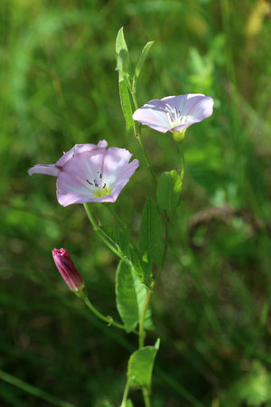 Convolvulus arvensis. Field bindweed in the Kulunda steppe of Russia