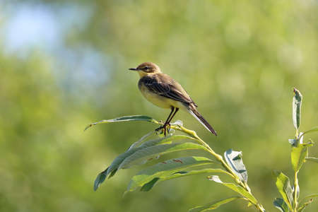 Motacilla flava. Yellow wagtail in summer in the north of western Siberiaの写真素材