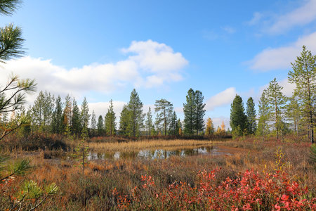 Autumn landscape with forest tundra of northwestern Siberia