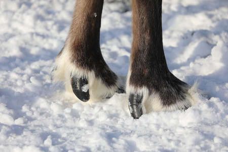 The legs and hooves of a reindeer among the polar tundraの写真素材