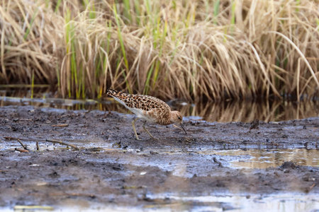 Philomachus pugnax. Ruff in spring on a swamp in the Russian Arctic