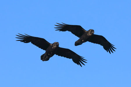 Corvus corax. Synchronous flight of a married pair of common ravens in spring in the Arctic zone of Siberiaの写真素材
