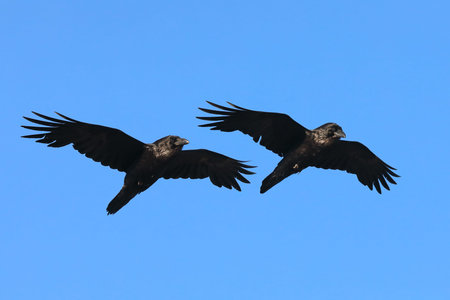Corvus corax. Synchronous flight of a married pair of common ravens in spring in the Arctic zone of...