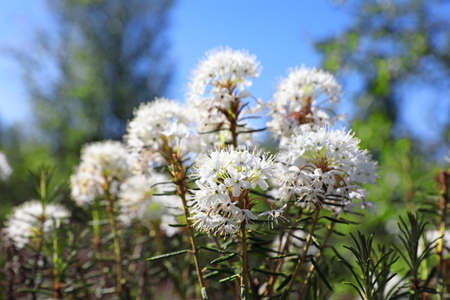 ledum palustre. Marsh tea during flowering in northern Siberiaの写真素材