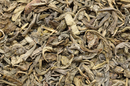 background of dried green tea leavesの写真素材