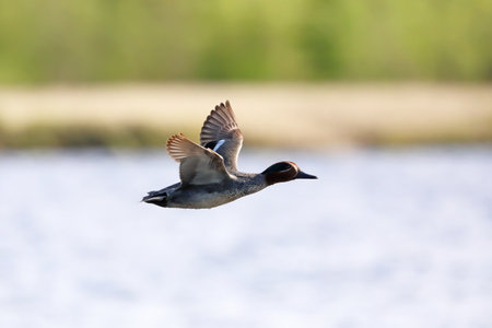 Anascrecca. The male of Common Teal on a summer flight in the Arctic in northern Siberiaの写真素材
