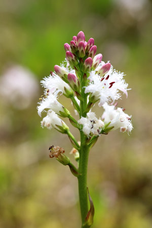 Menyanthes trifoliata. Bogbean blooming in the Arctic in the north of Western Siberiaの写真素材