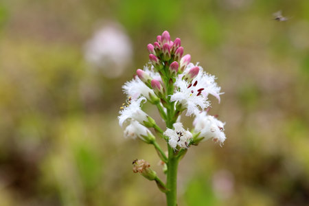 Menyanthes trifoliata. Bogbean blooming in the Arctic in the north of Western Siberiaの写真素材