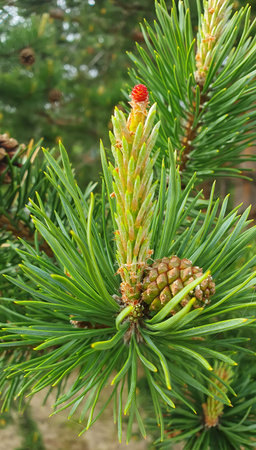 Pinus sylvestris. Female cones on an ordinary pine