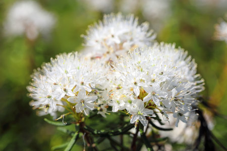 ledum palustre. Flowering of swamp ledum in the north of Western Siberiaの写真素材