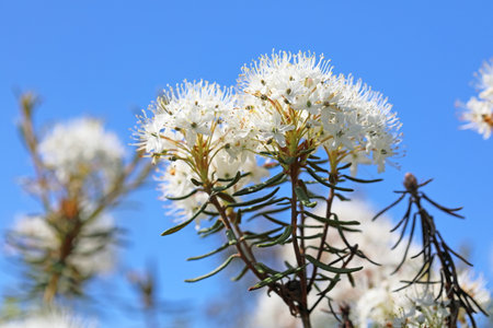 ledum palustre. Swamp ledum flowers on a blue sky background in the Arctic zone of Siberiaの写真素材