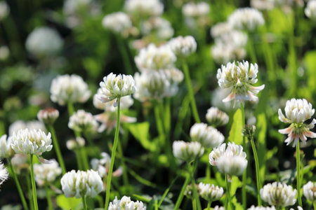 Trifolium repens. Flowering of white clover on a summer evening in Siberiaの写真素材