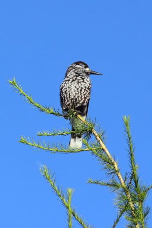 Nucifraga caryocatactes. Spotted Nutcracker sits on the branches of a larch tree