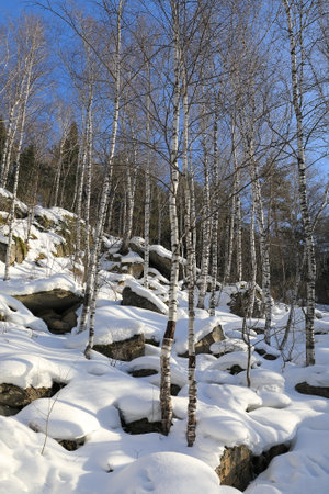 Birch trees in March among snow and rocks in the foothills of Altaiの写真素材