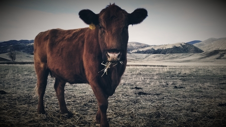 Big Mommaの写真素材