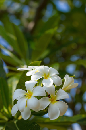Plumeria alba on the early afternoon lightの写真素材