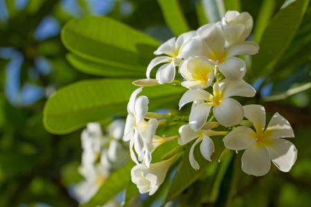 Plumeria alba on the early afternoon light-2の写真素材