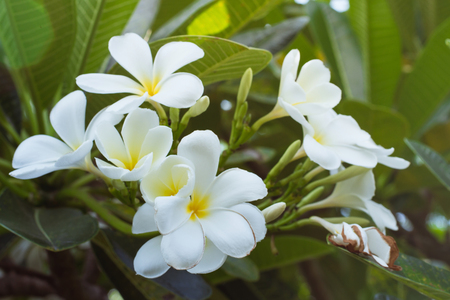 Plumeria alba on the early afternoon lightの写真素材