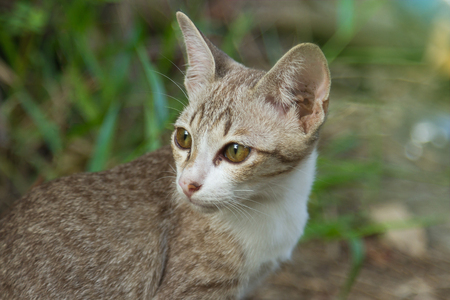 Little kitten is gazing intentlyの写真素材