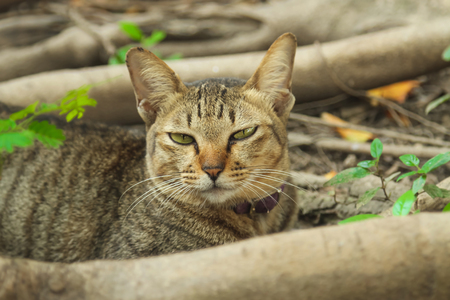 Cats on tree rootsの写真素材