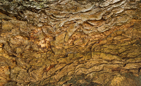 Tree bark wall backgroundの写真素材
