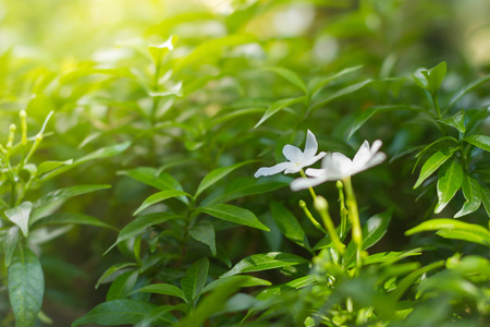 White Egyptian star In the back garden warm lightの写真素材