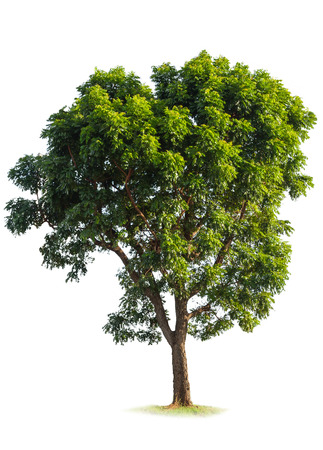 tree isolated on white backgroundの写真素材