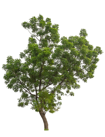 tree isolated on white backgroundの写真素材