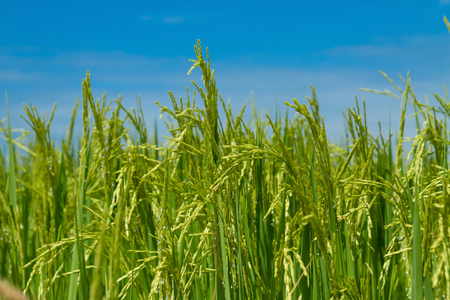 Rice field in Pathum Thani Thailandの写真素材