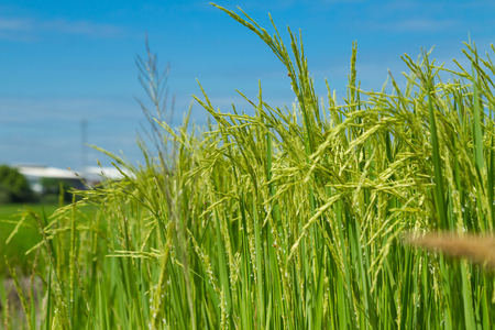Rice field in Pathum Thani Thailandの写真素材