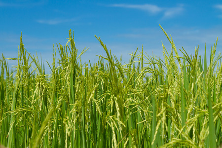 Rice field in Pathum Thani Thailandの写真素材