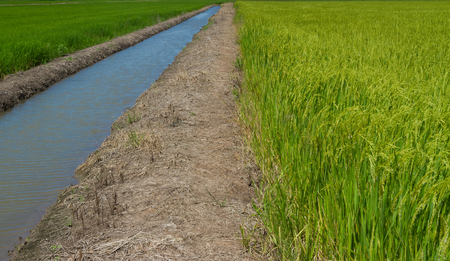 Rice field in Pathum Thani Thailandの写真素材