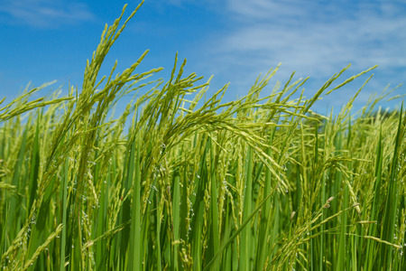 Rice field in Pathum Thani Thailandの写真素材