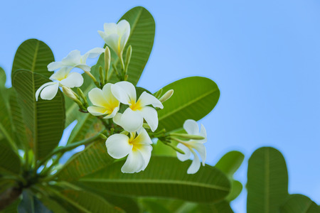 Plumeria alba on the early afternoon lightの写真素材
