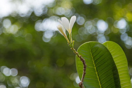 Plumeria alba on the early afternoon lightの写真素材