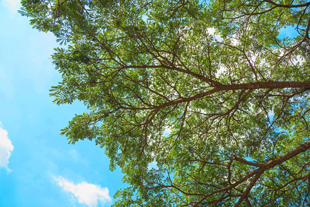 Beautiful tree in the skyの写真素材
