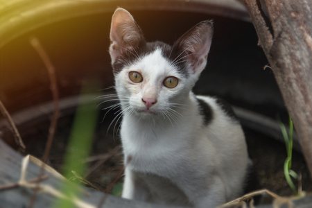 Little cats staring intently, Play in old tiresの写真素材