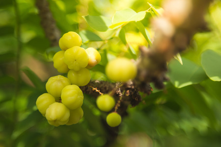 star gooseberry The fruit is beautiful to eat, has anti-oxidant. It helps to slow down and deteriorate the cells in the body.の写真素材